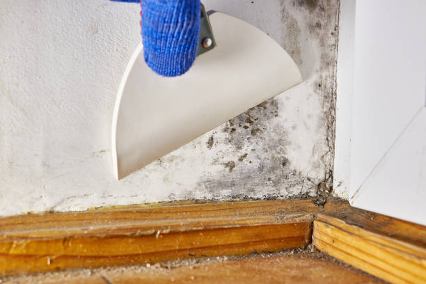 Best Air Quality Testing for Mold Spores  in East Bernard, TX
