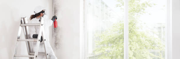 Best Black Mold Removal  in East Bernard, TX